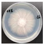 Forests 16 00413 i011