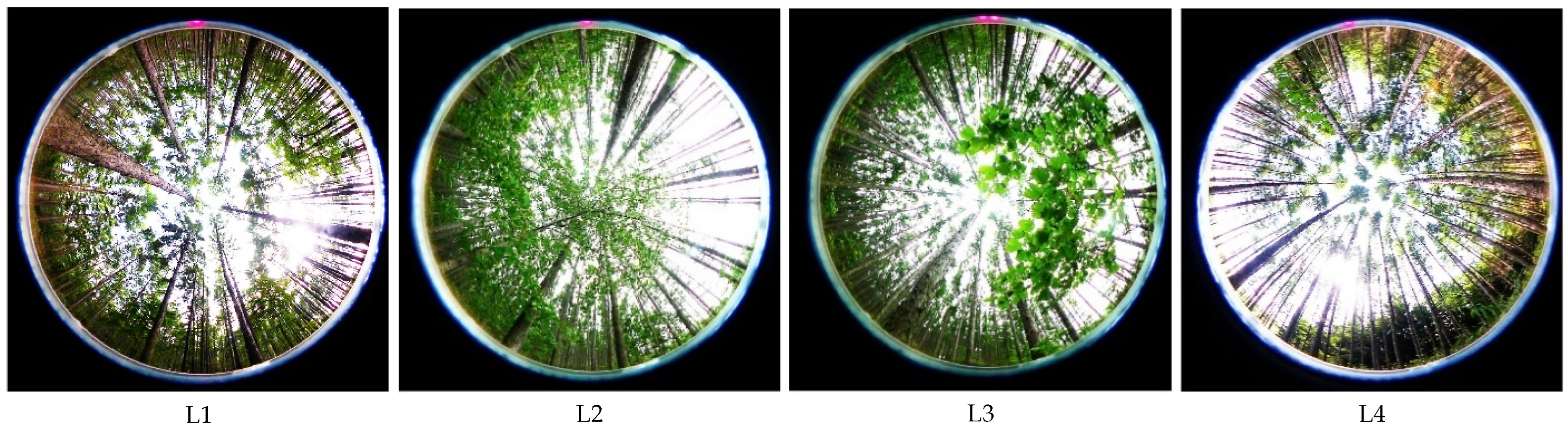 Forests 16 00419 g012