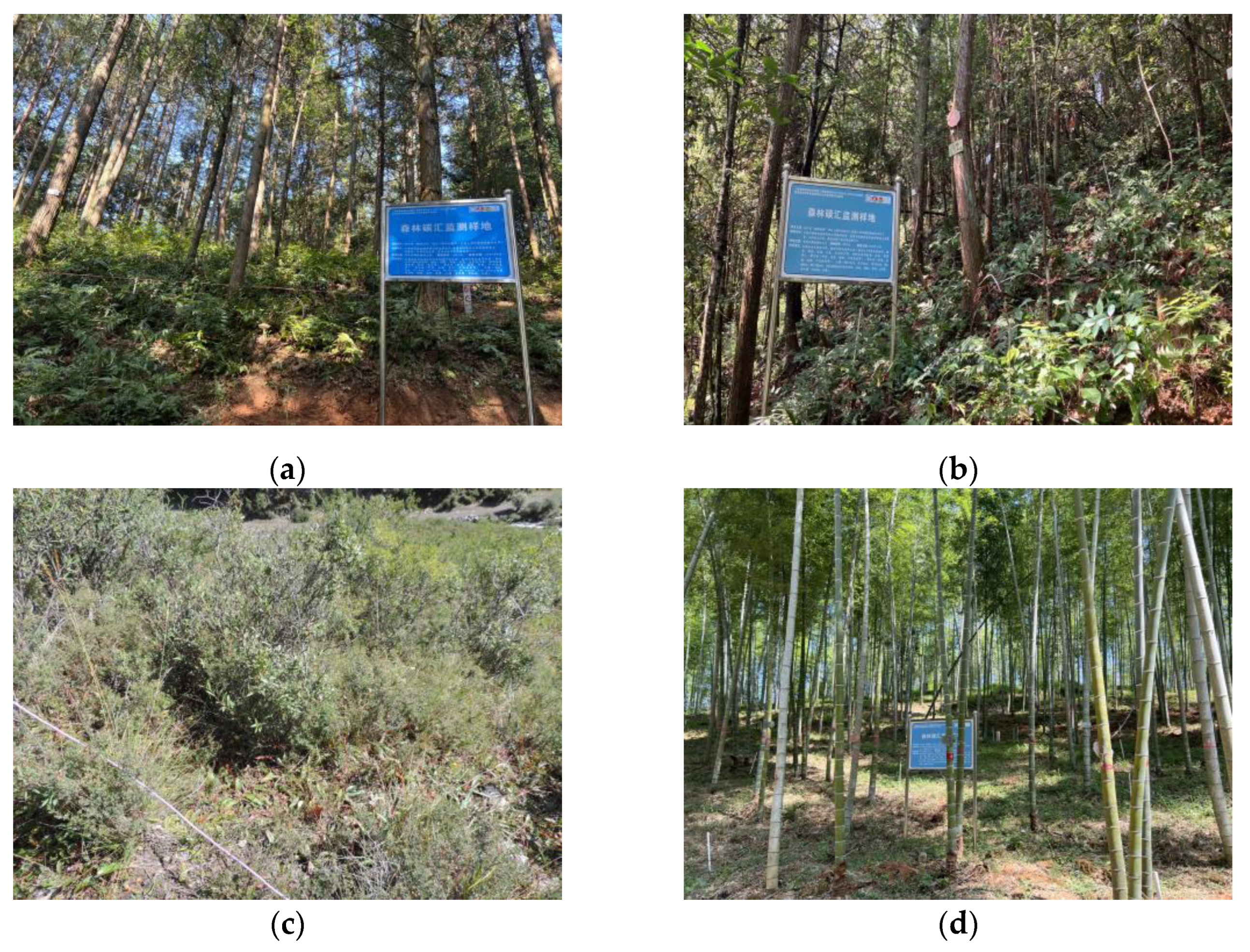 Forests 16 00430 g001 Forests 16 00430 g001