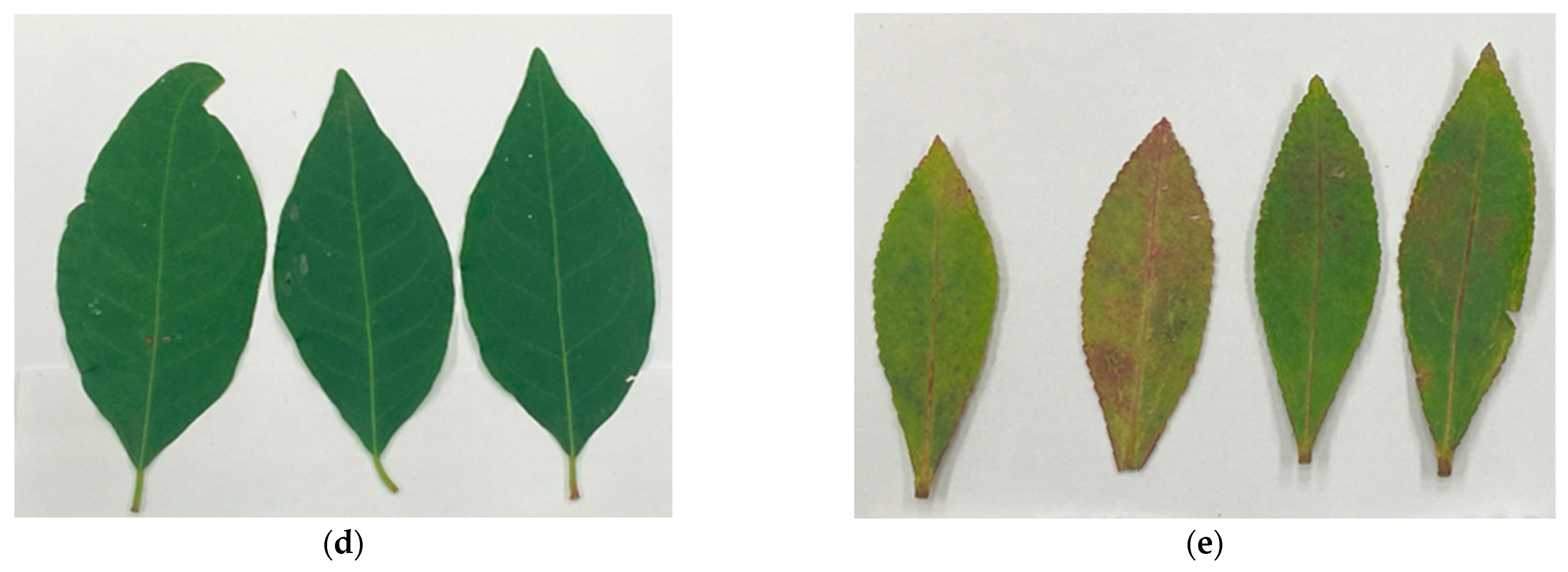 Forests 16 00437 g001b