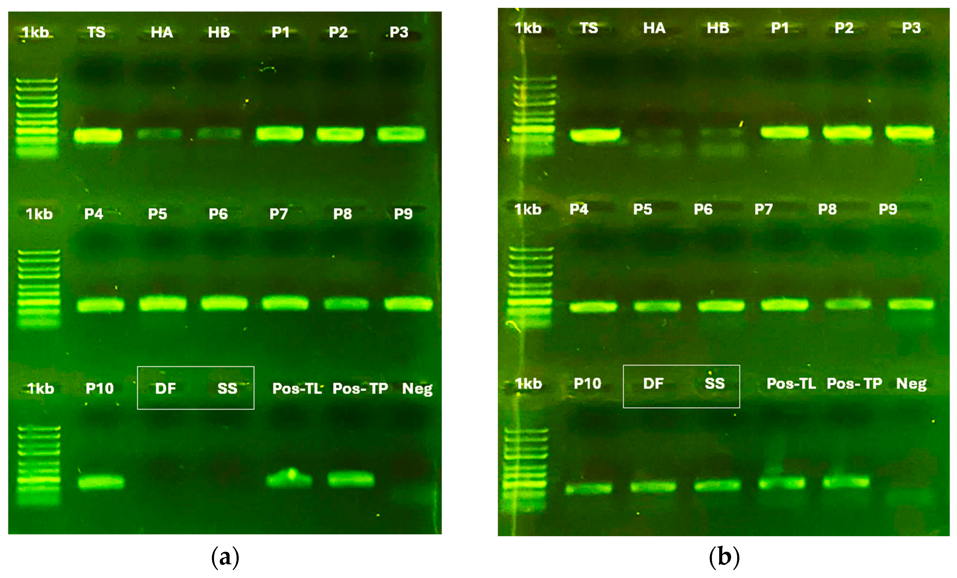 Forests 16 00437 g004