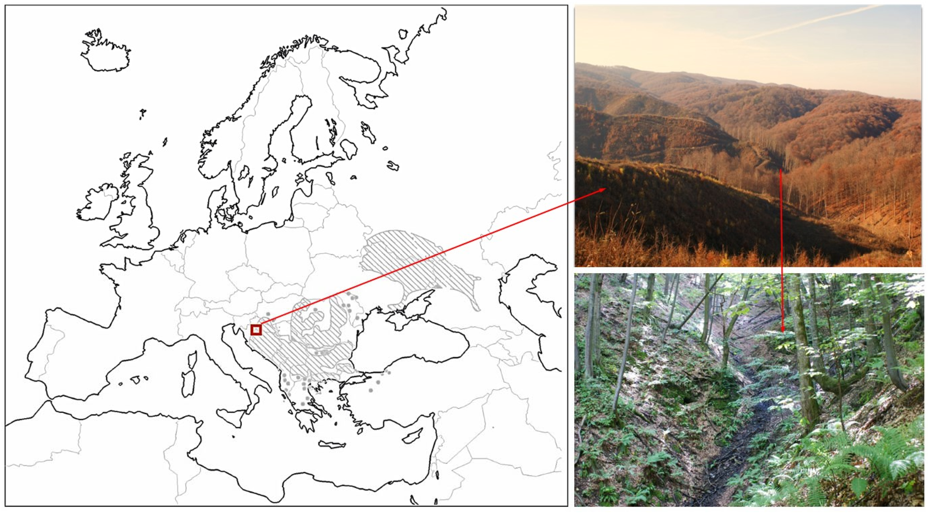 Forests 16 00438 g001