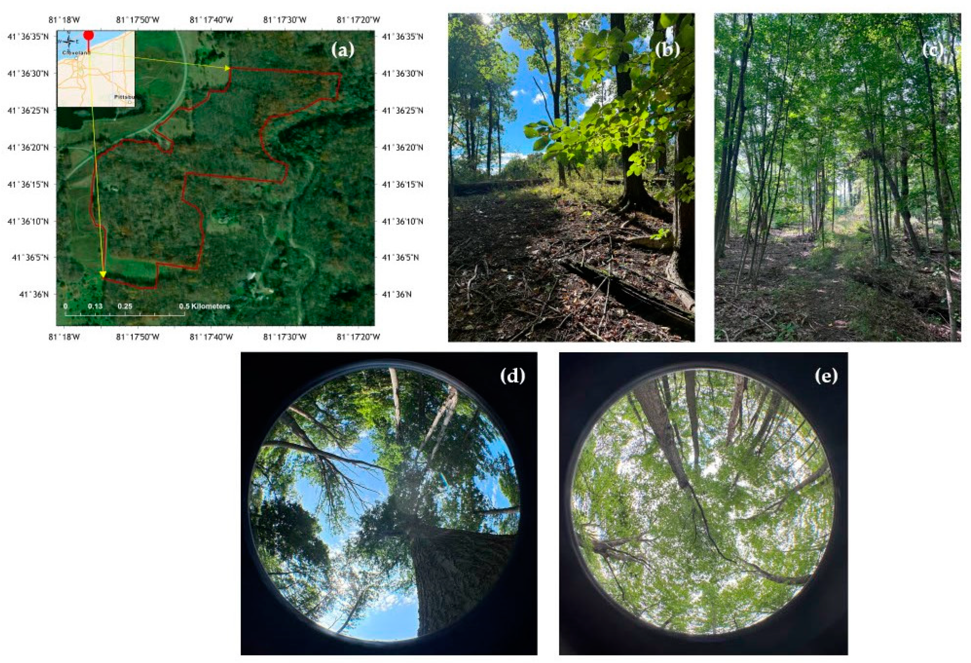 Forests 16 00441 g002