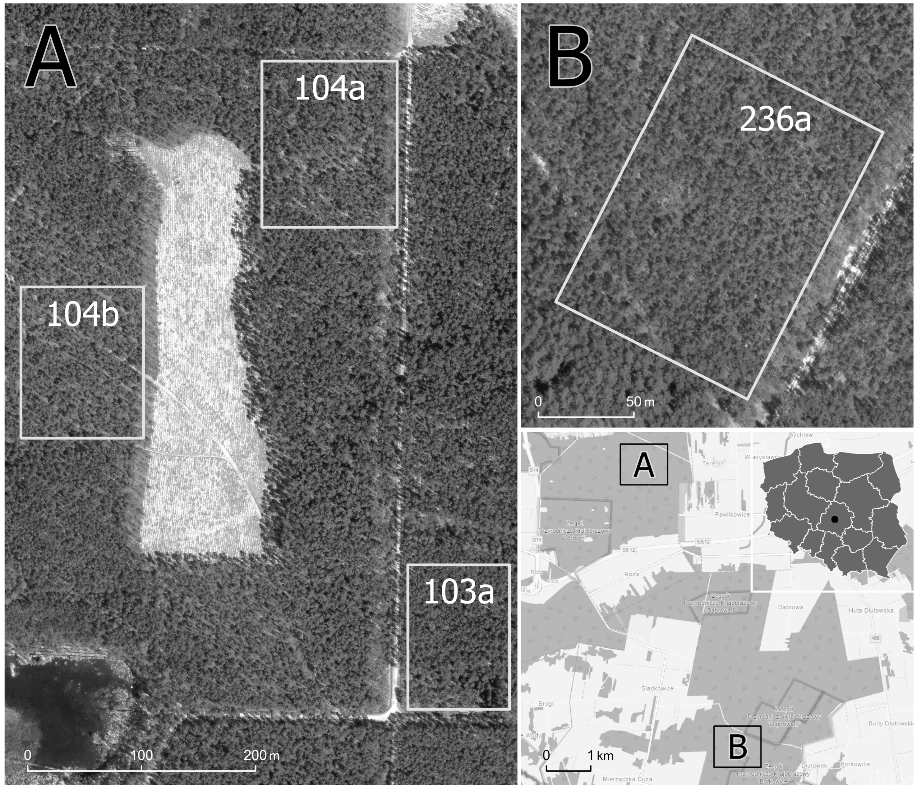 Forests 16 00472 g001