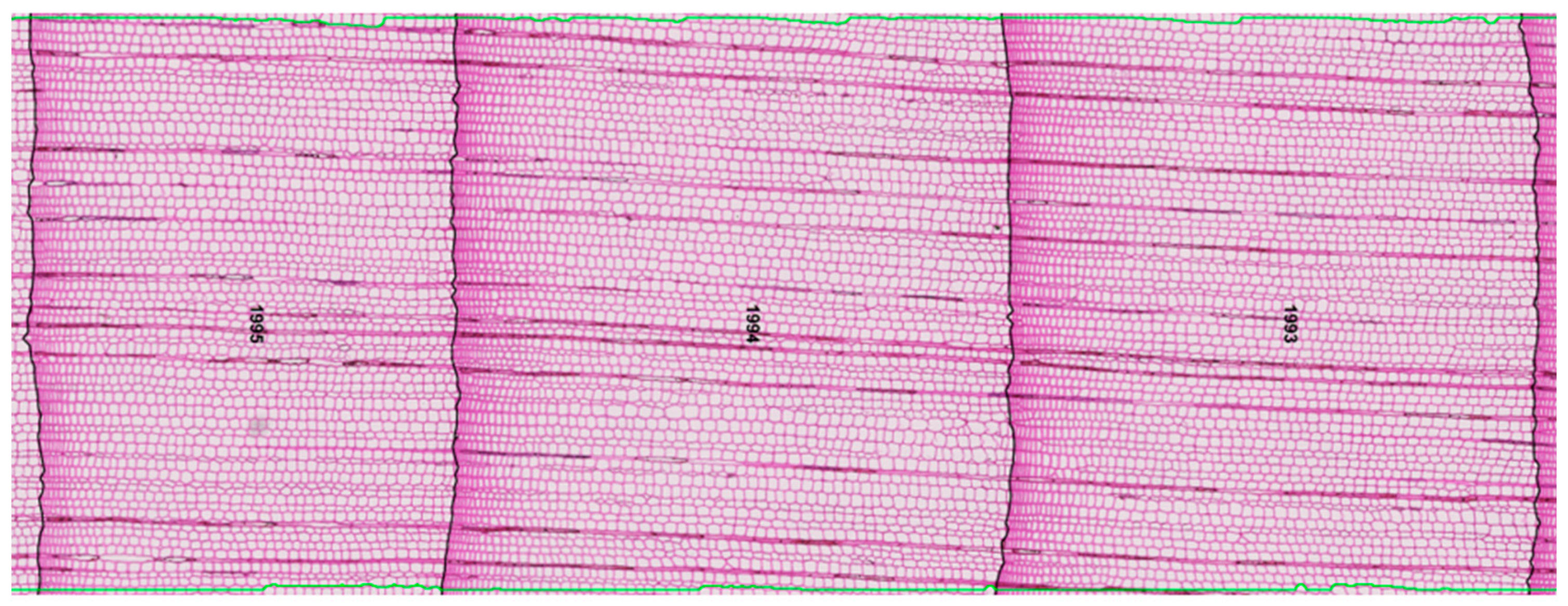 Forests 16 00473 g002