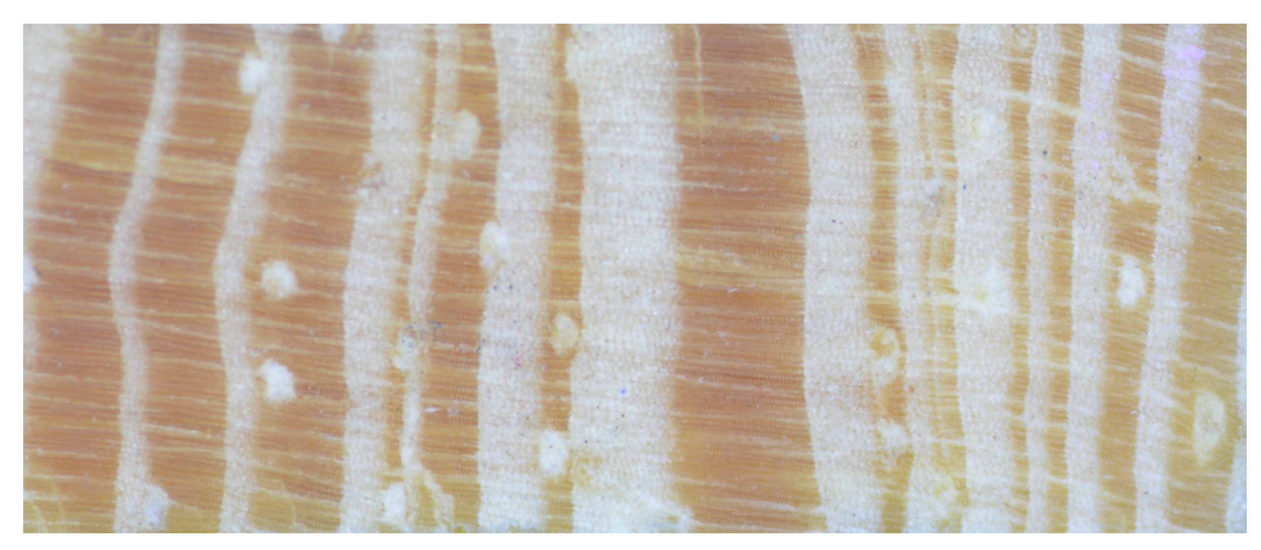 Forests 16 00476 g002