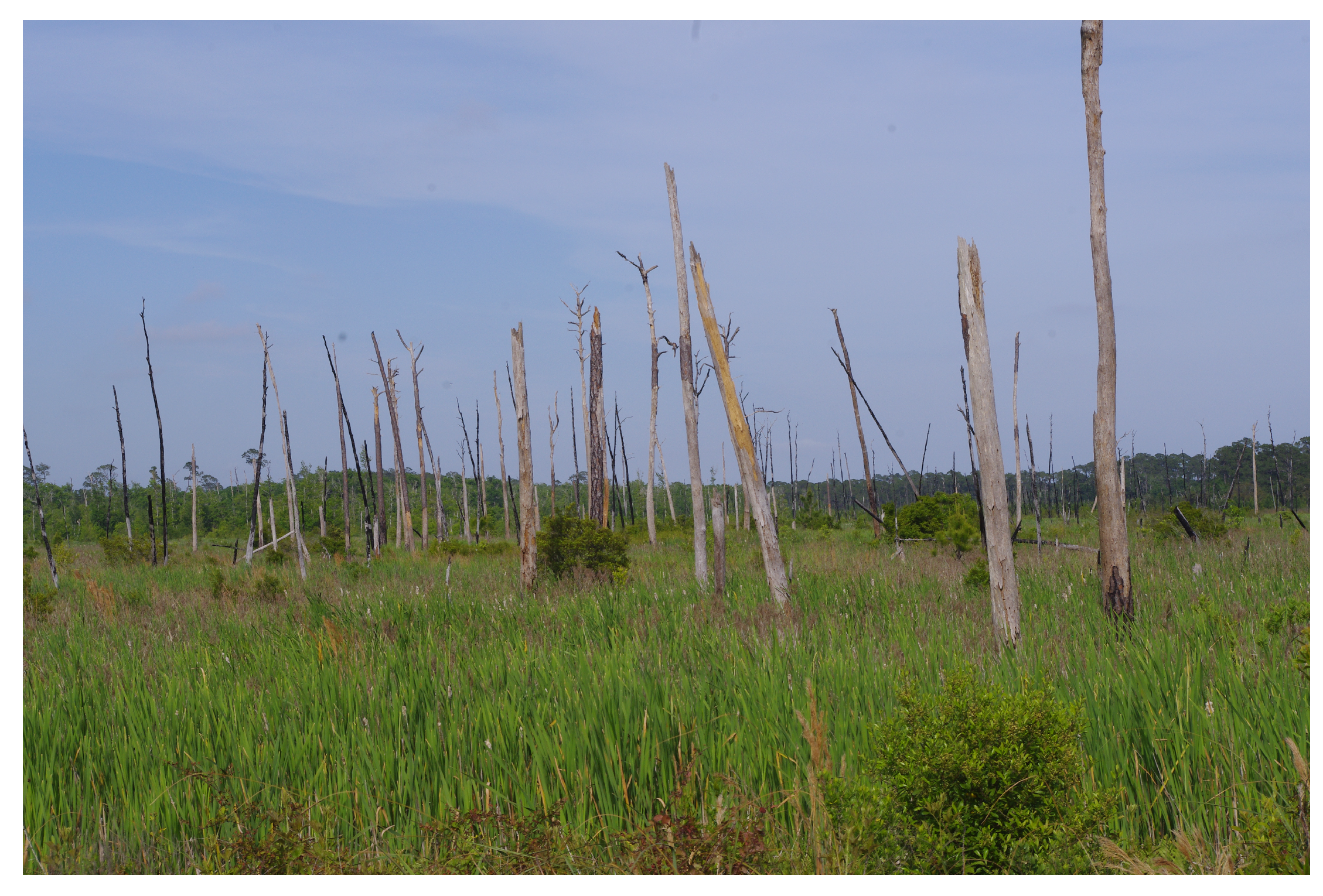 Forests 16 00476 g005