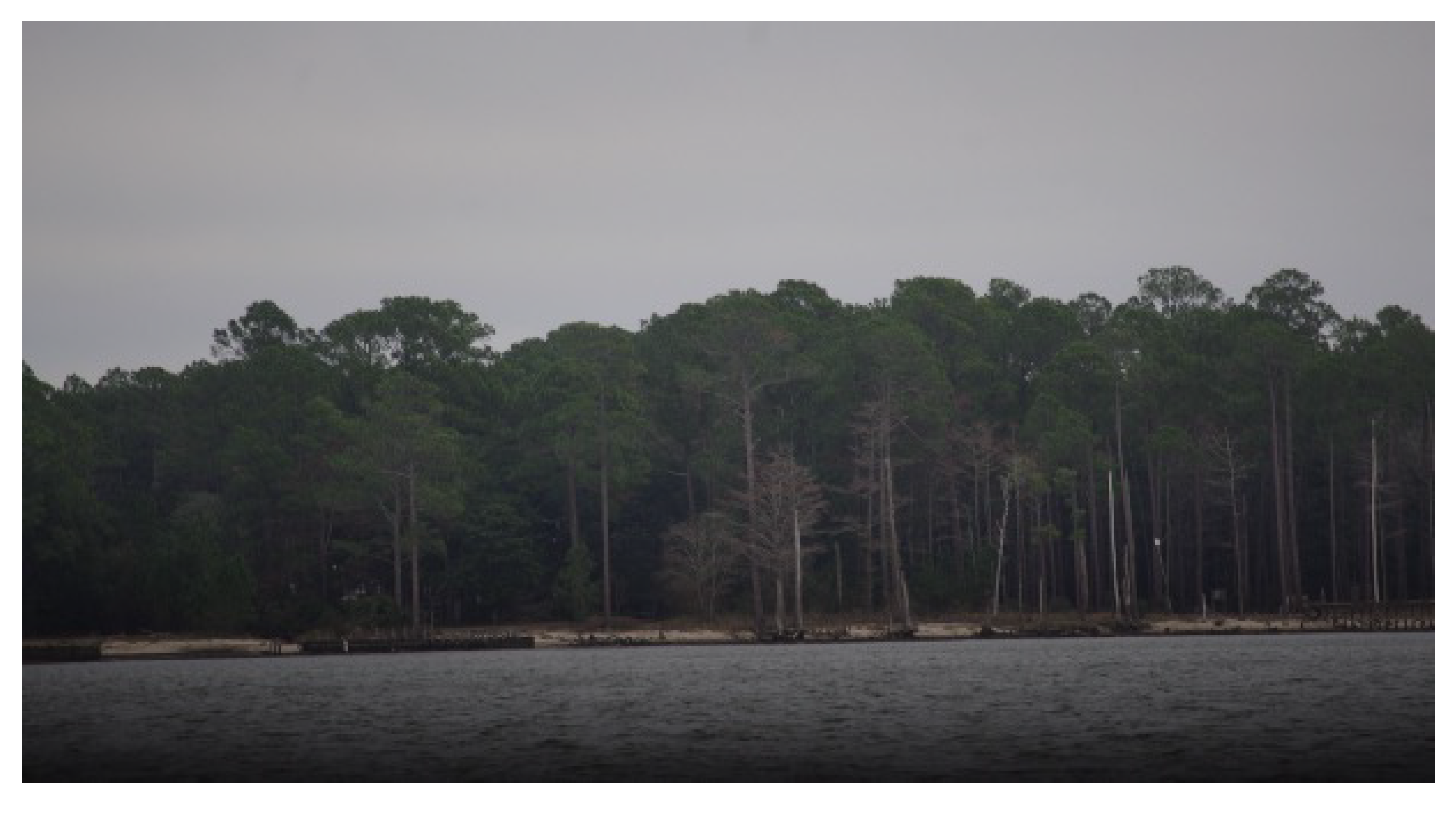 Forests 16 00476 g006