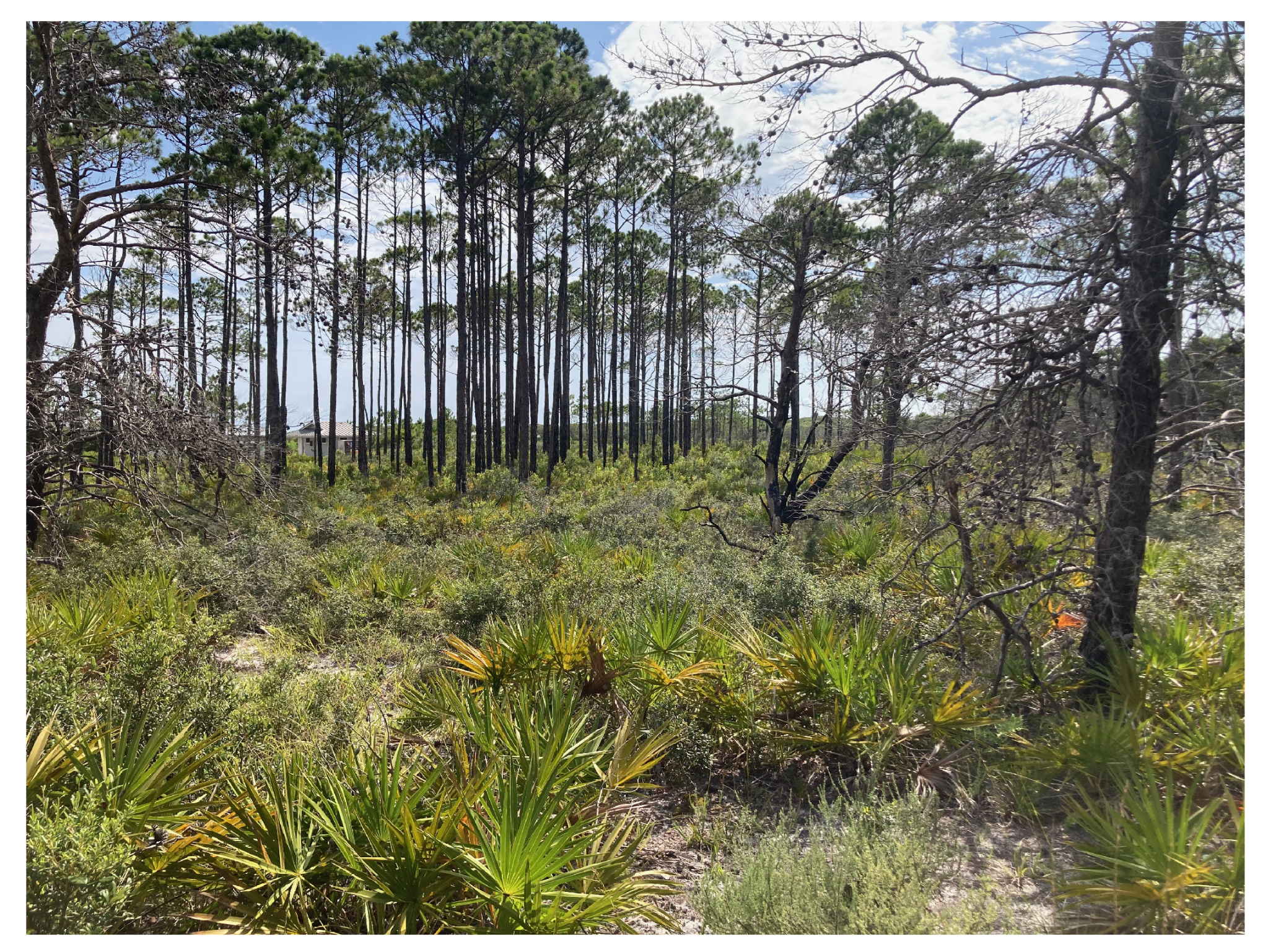 Forests 16 00476 g007