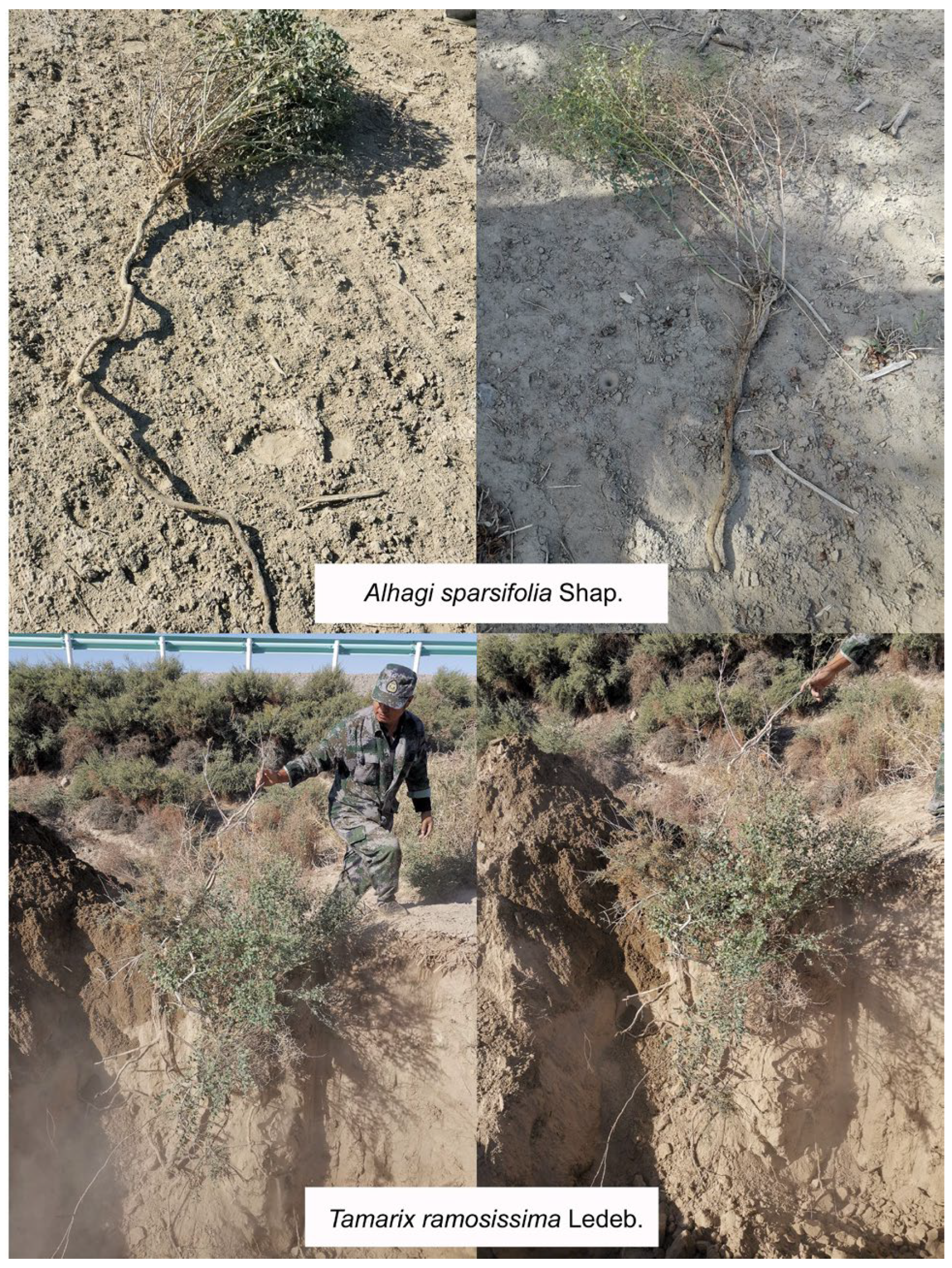 Forests 16 00482 g007 Forests 16 00482 g007