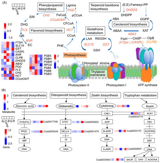 Integrative Analysis of Transcriptome and Metabolome Reveals
