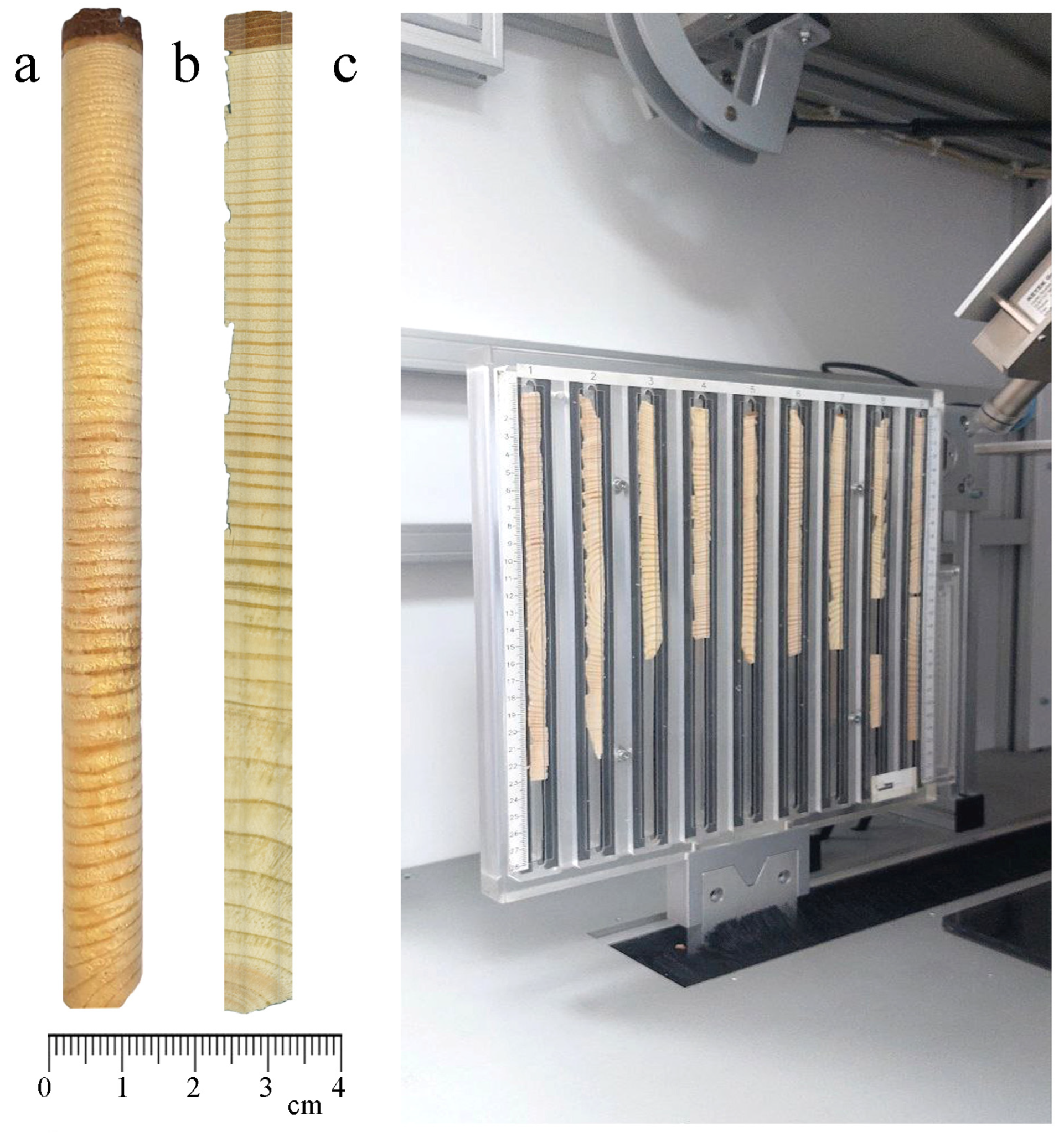 Forests 16 00493 g003