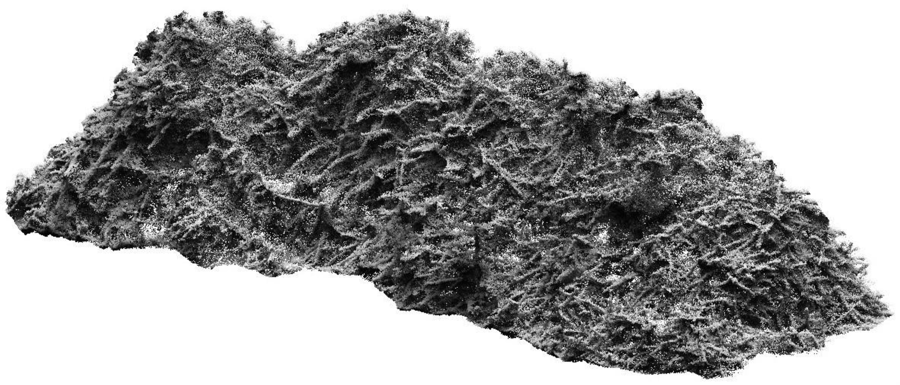 Forests 16 00498 g005