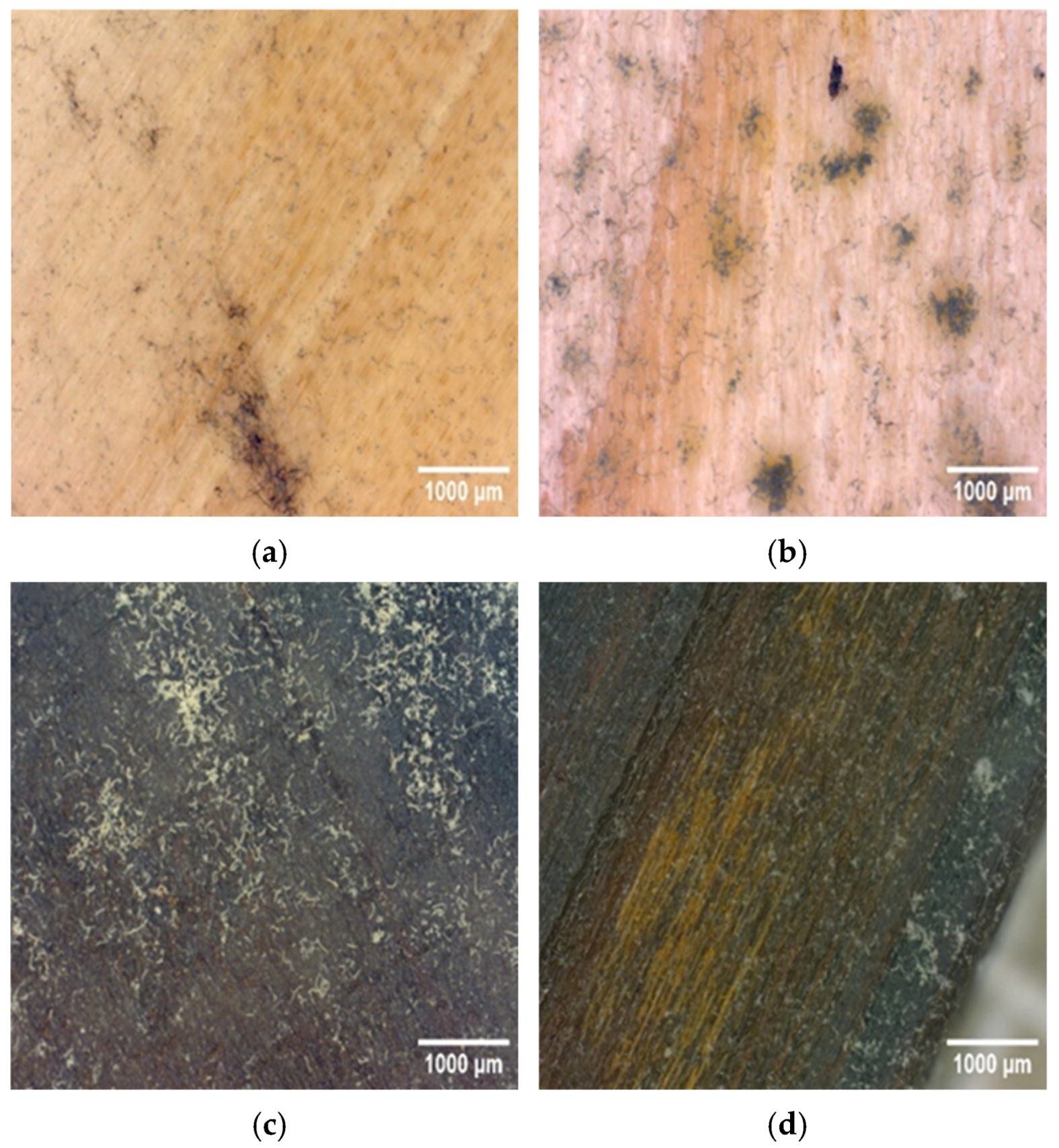 Forests 16 00526 g004