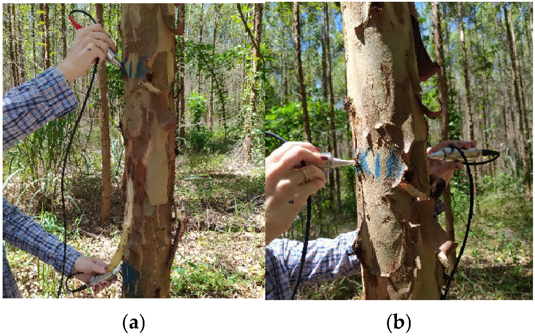 Forests 16 00535 g004