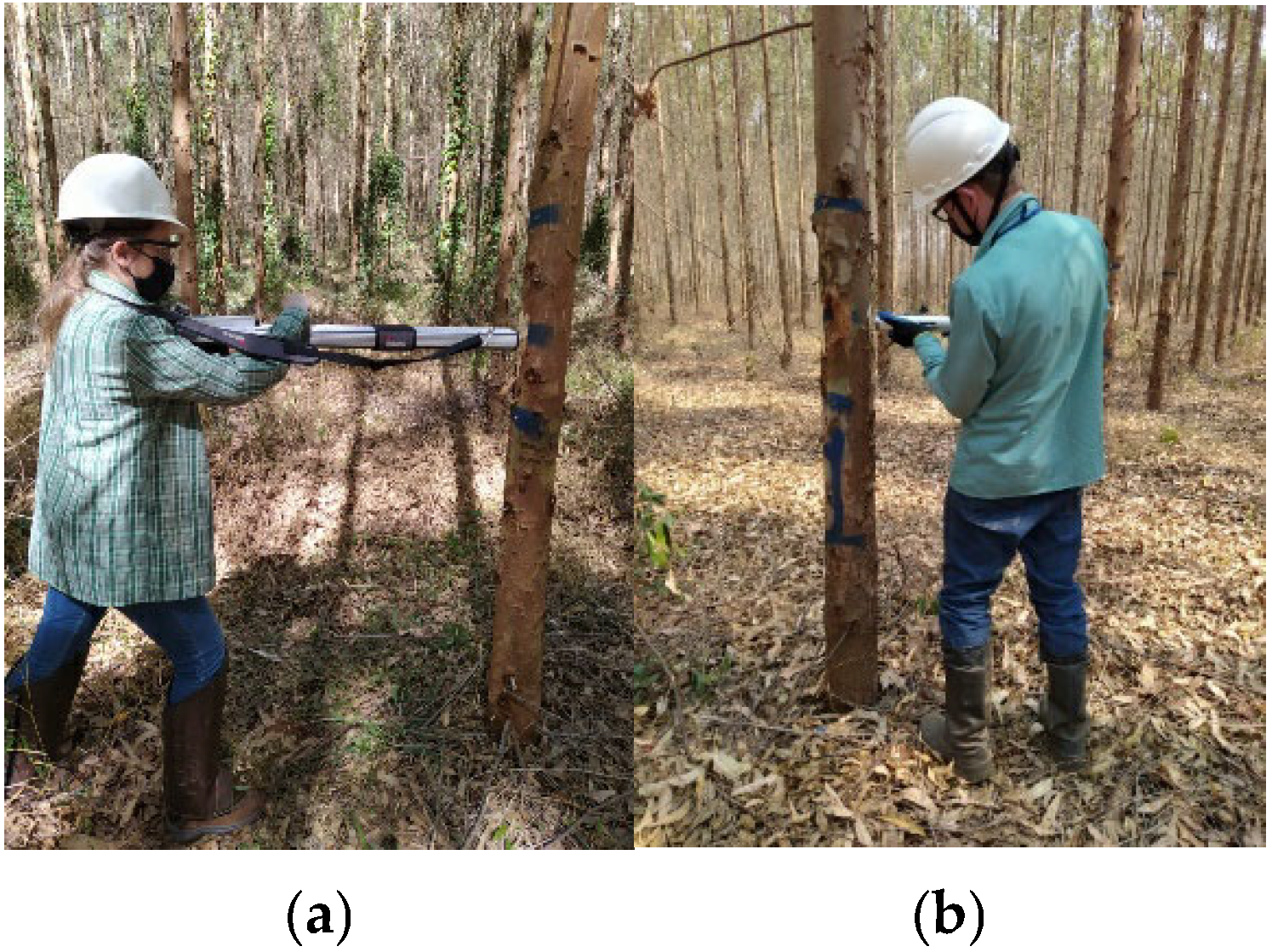 Forests 16 00535 g005