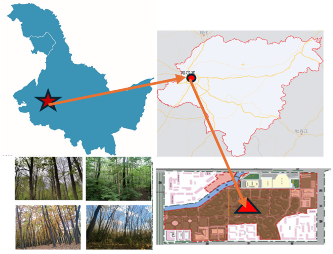 Forests 16 00540 g001