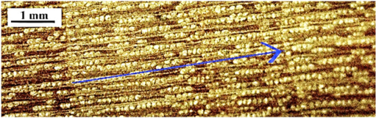 Forests 16 00542 i001 Forests 16 00542 i001