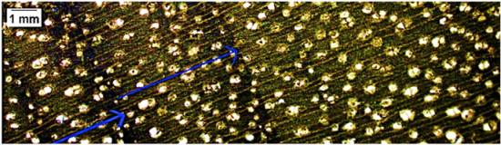 Forests 16 00542 i002 Forests 16 00542 i002