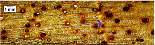 Forests 16 00542 i003 Forests 16 00542 i003