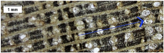 Forests 16 00542 i005 Forests 16 00542 i005