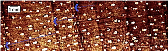 Forests 16 00542 i007 Forests 16 00542 i007