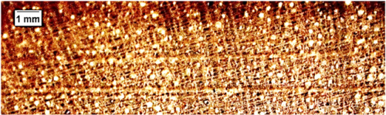 Forests 16 00542 i008 Forests 16 00542 i008