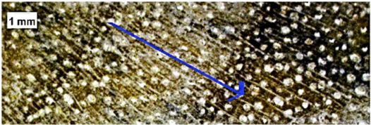 Forests 16 00542 i010 Forests 16 00542 i010