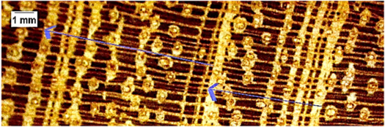 Forests 16 00542 i011 Forests 16 00542 i011