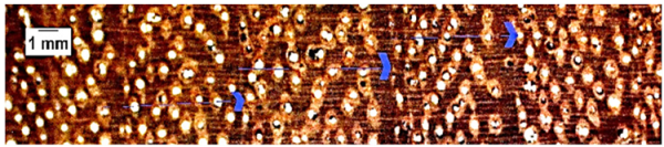 Forests 16 00542 i013 Forests 16 00542 i013