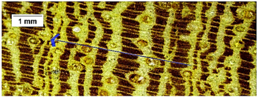 Forests 16 00542 i015 Forests 16 00542 i015