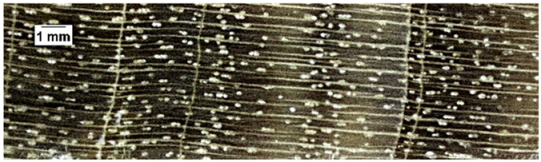 Forests 16 00542 i019 Forests 16 00542 i019