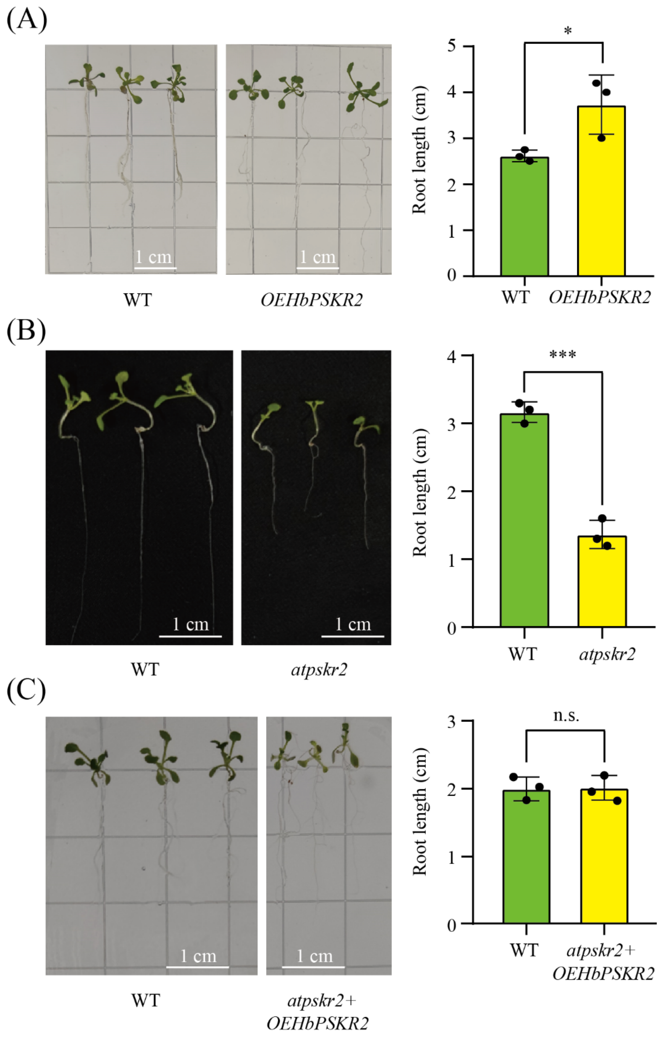 Forests 16 00552 g009