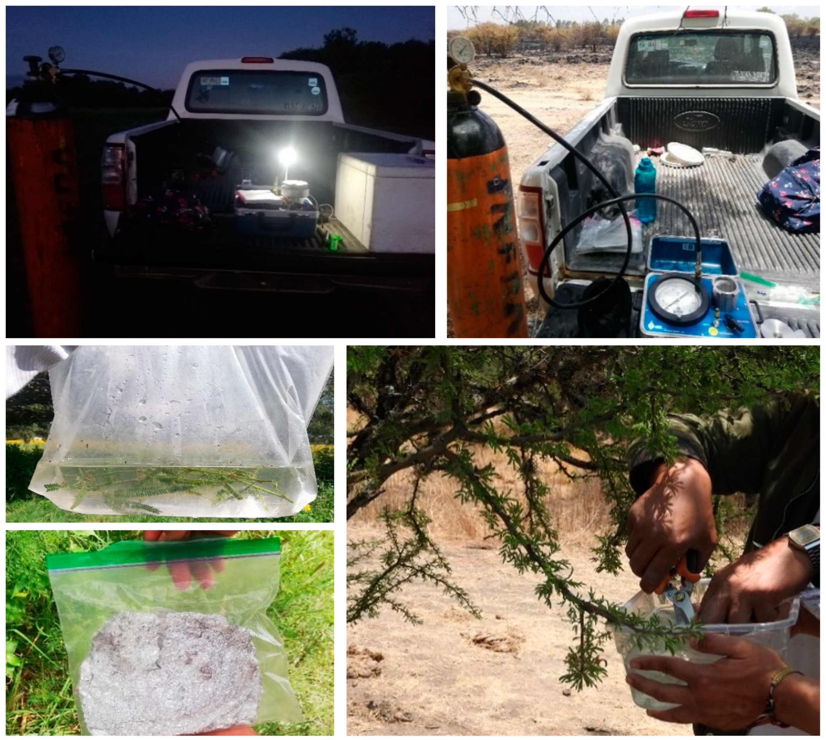 Forests 16 00568 g002