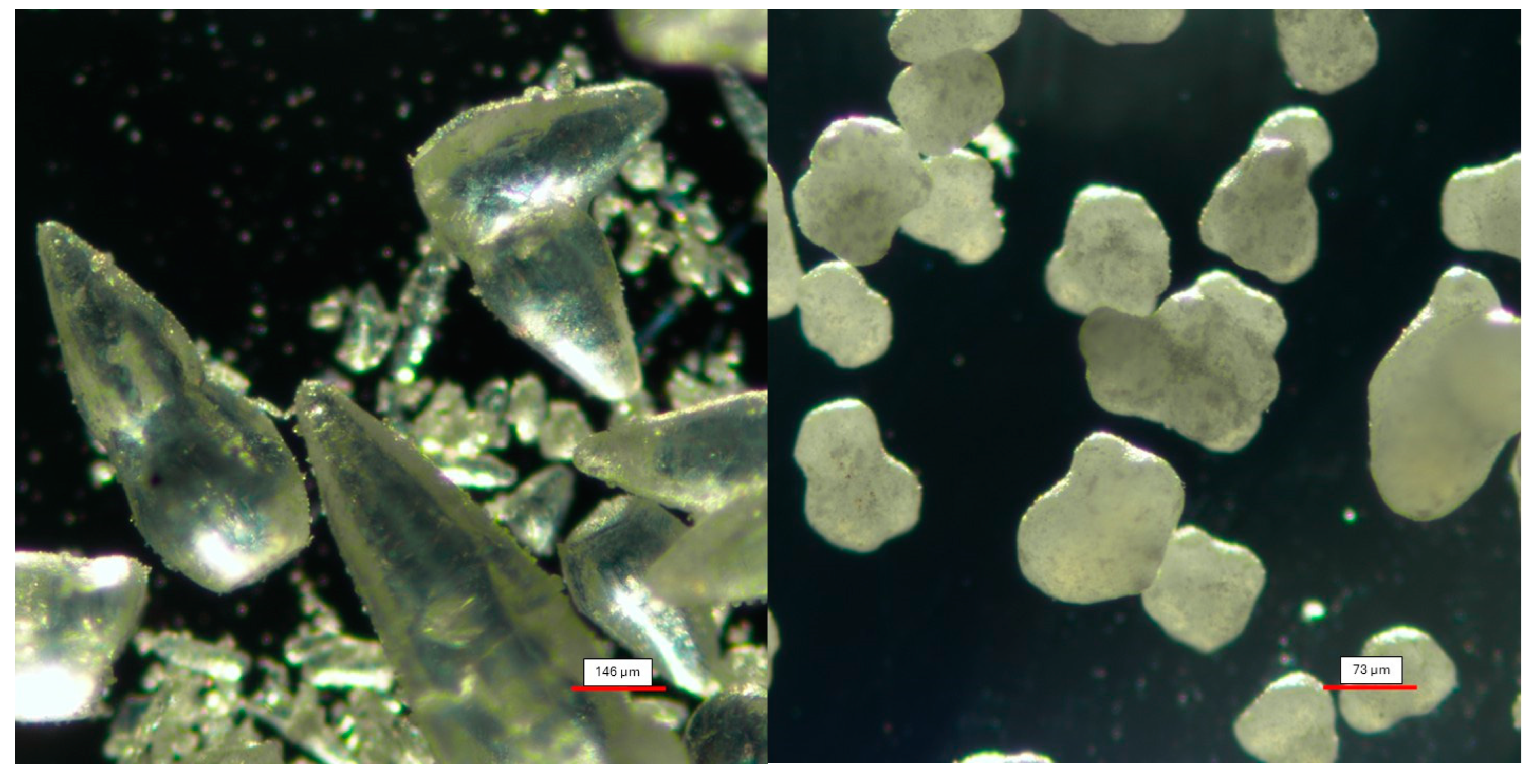 Forests 16 00572 g005