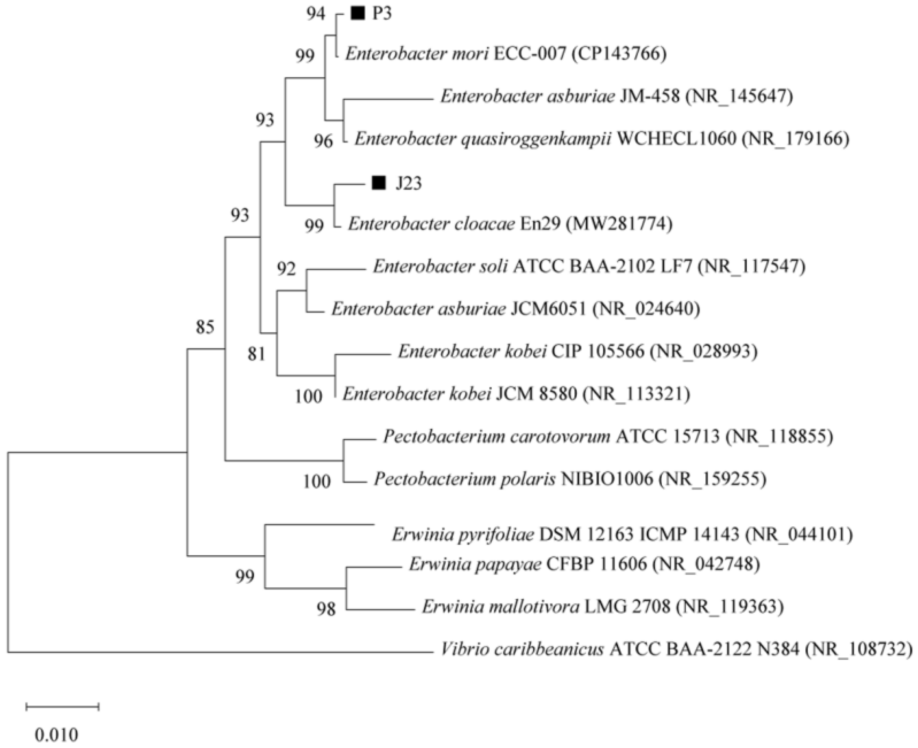 Forests 16 00591 g002