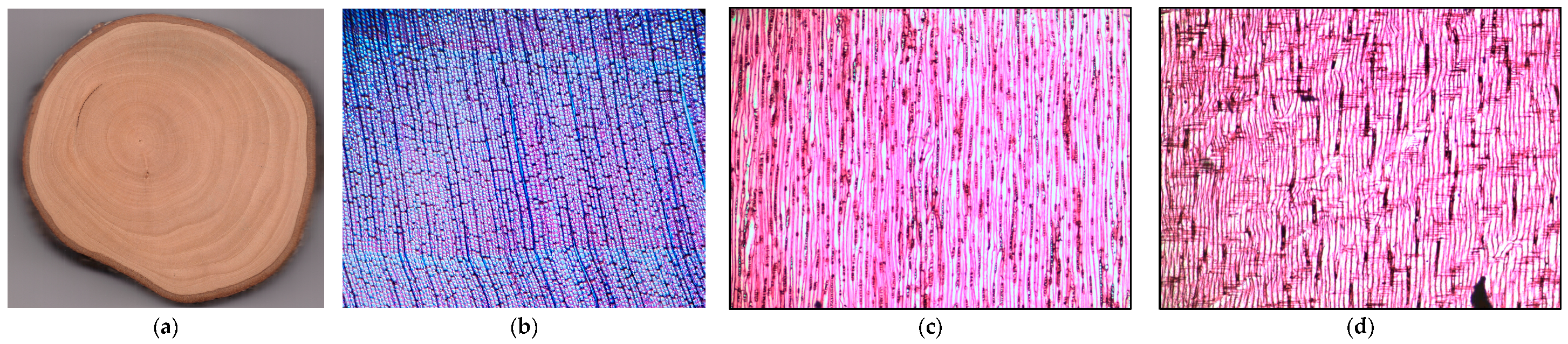 Forests 16 00593 g001