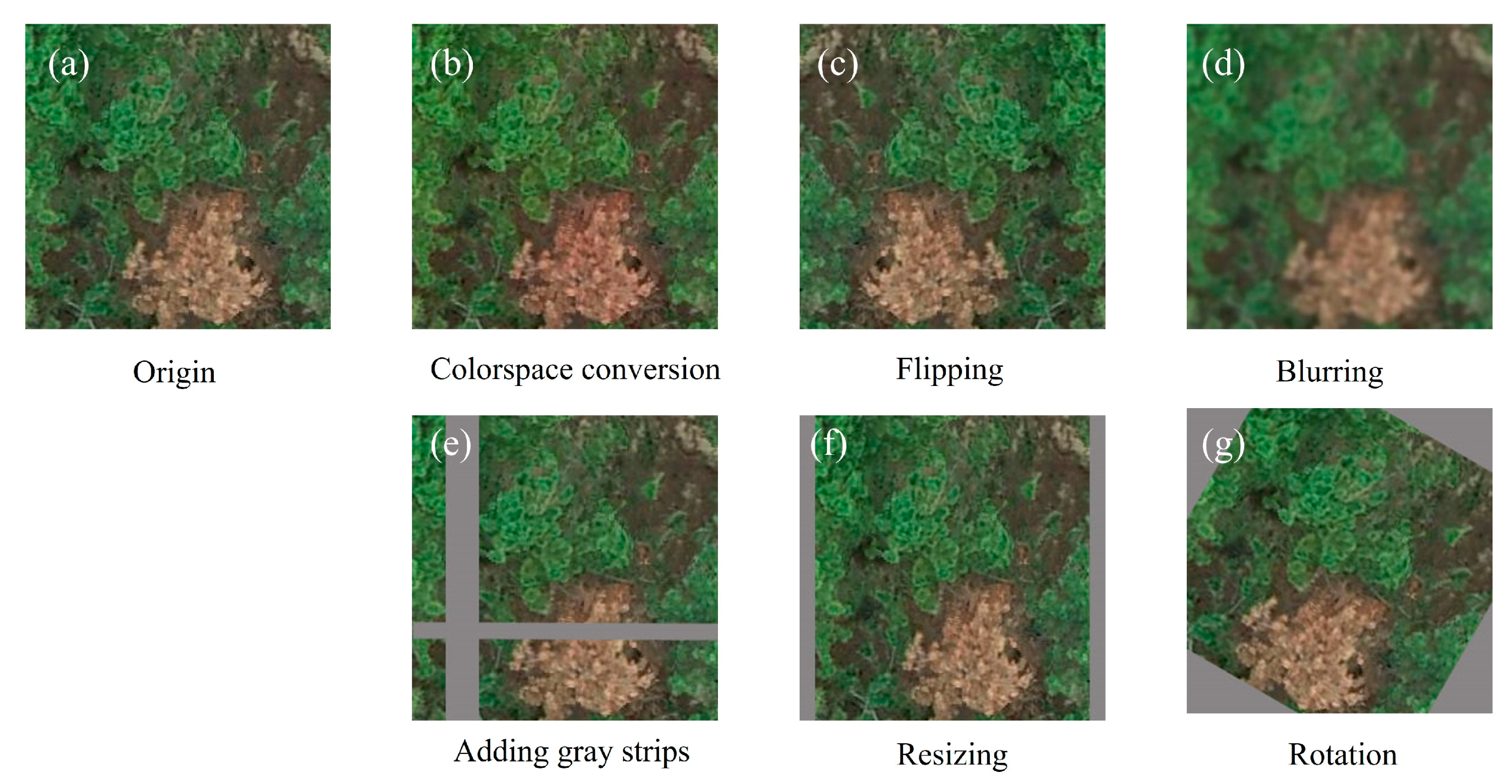 Forests 16 00596 g003