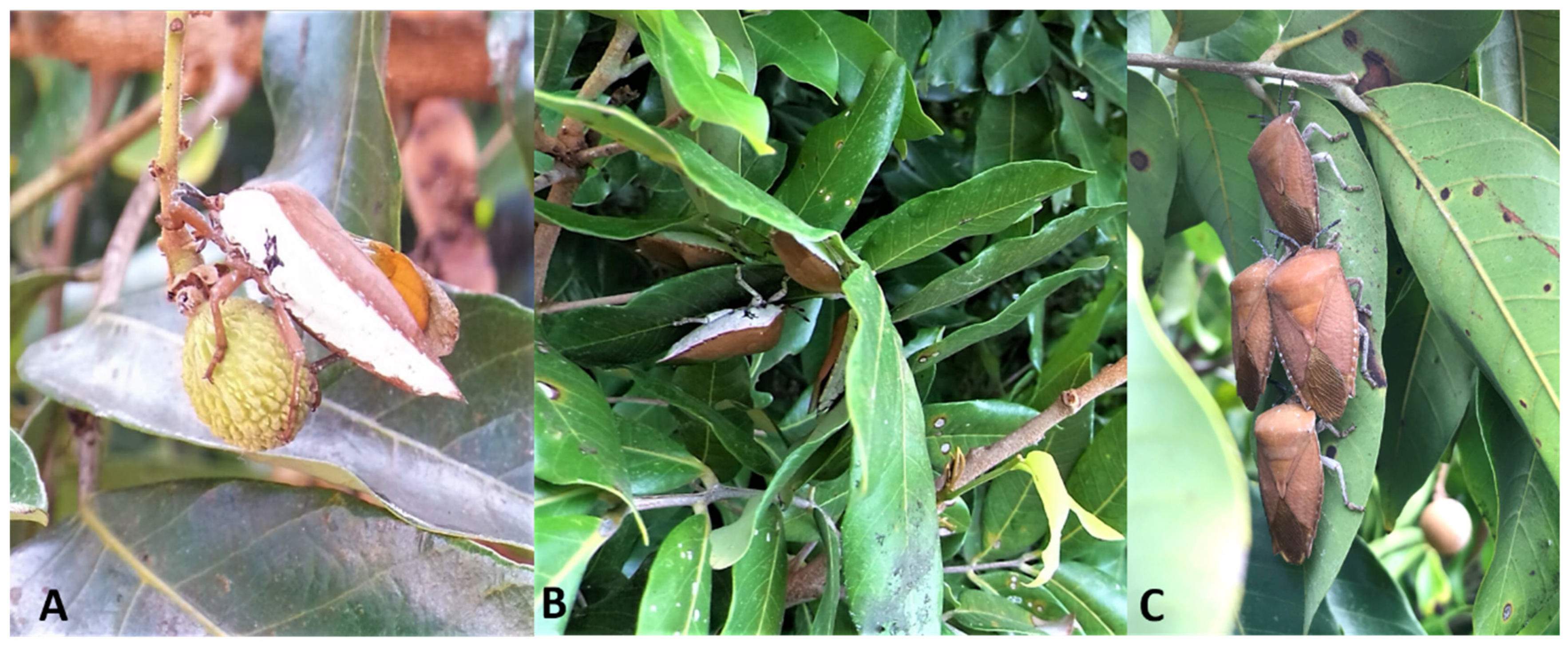 Forests 16 00601 g001 Forests 16 00601 g001