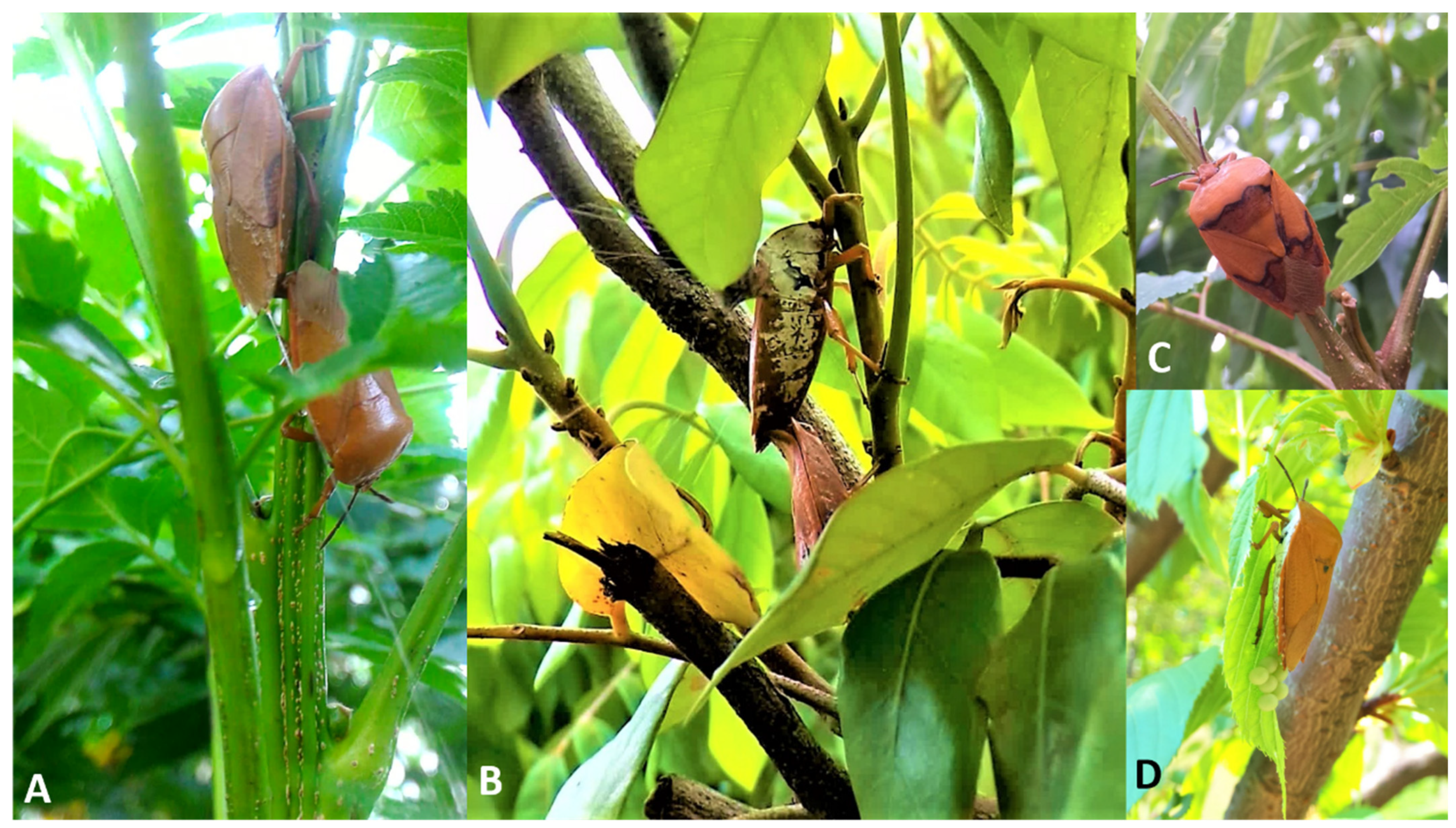 Forests 16 00601 g002 Forests 16 00601 g002