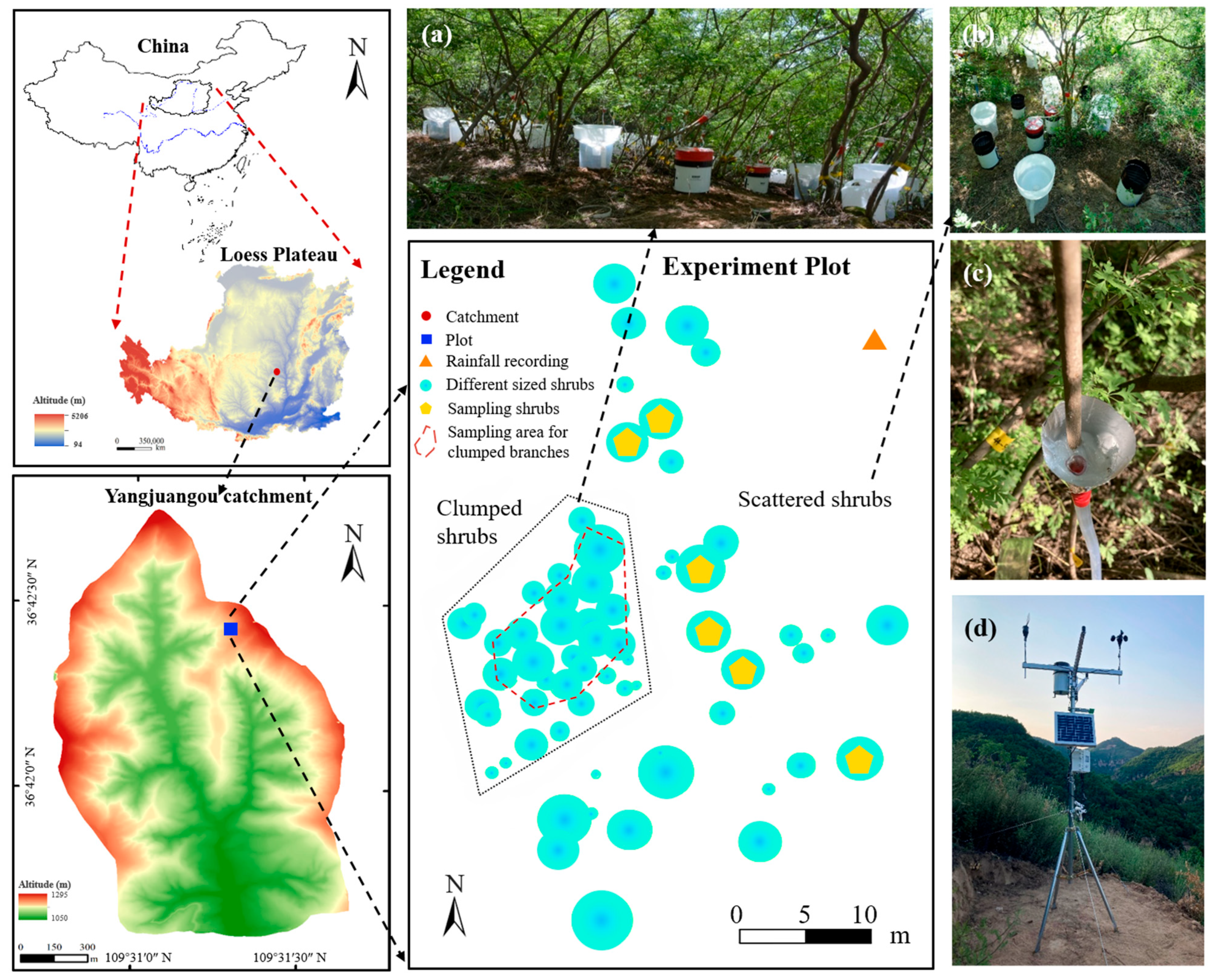 Forests 16 00605 g001
