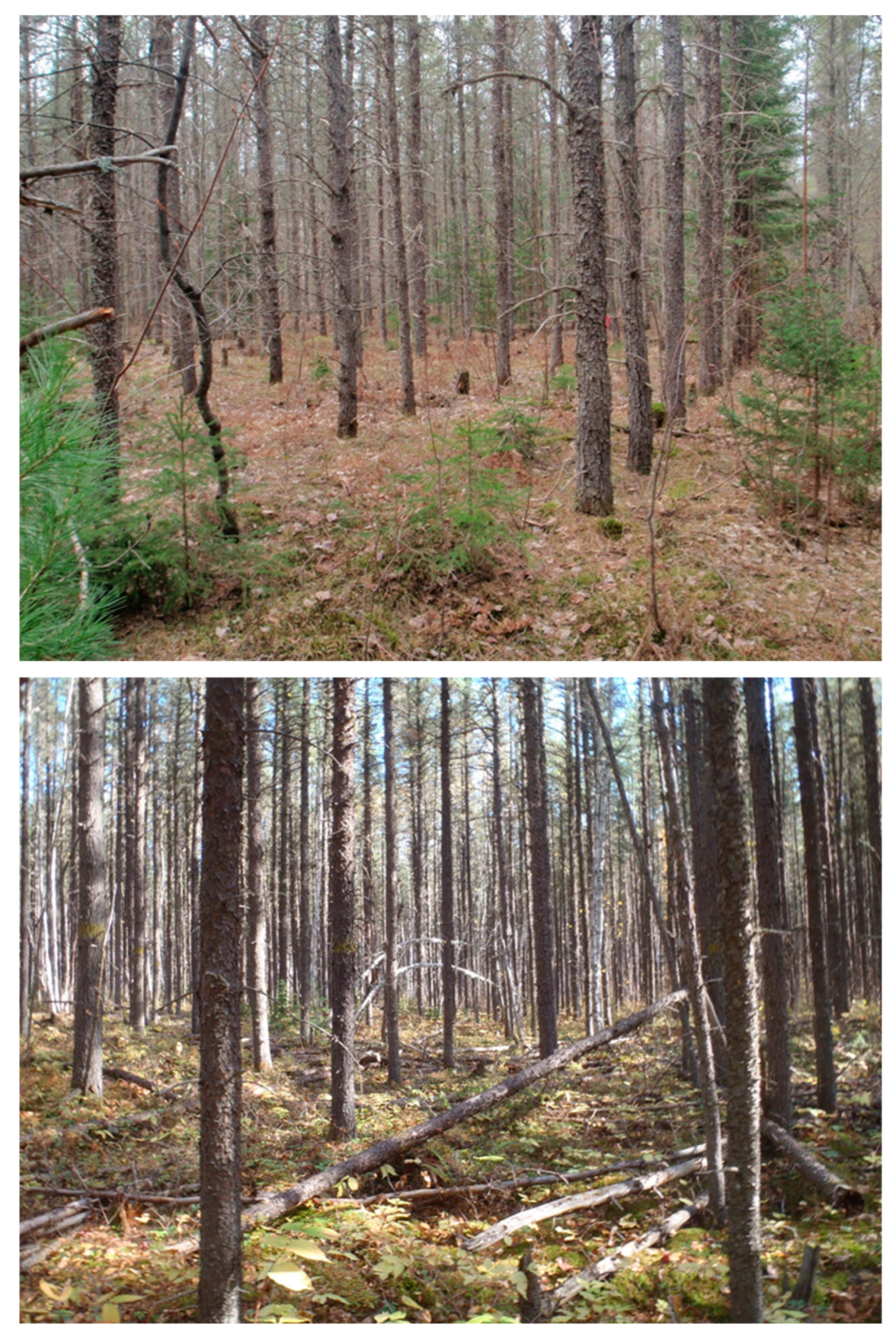 Forests 16 00610 g001