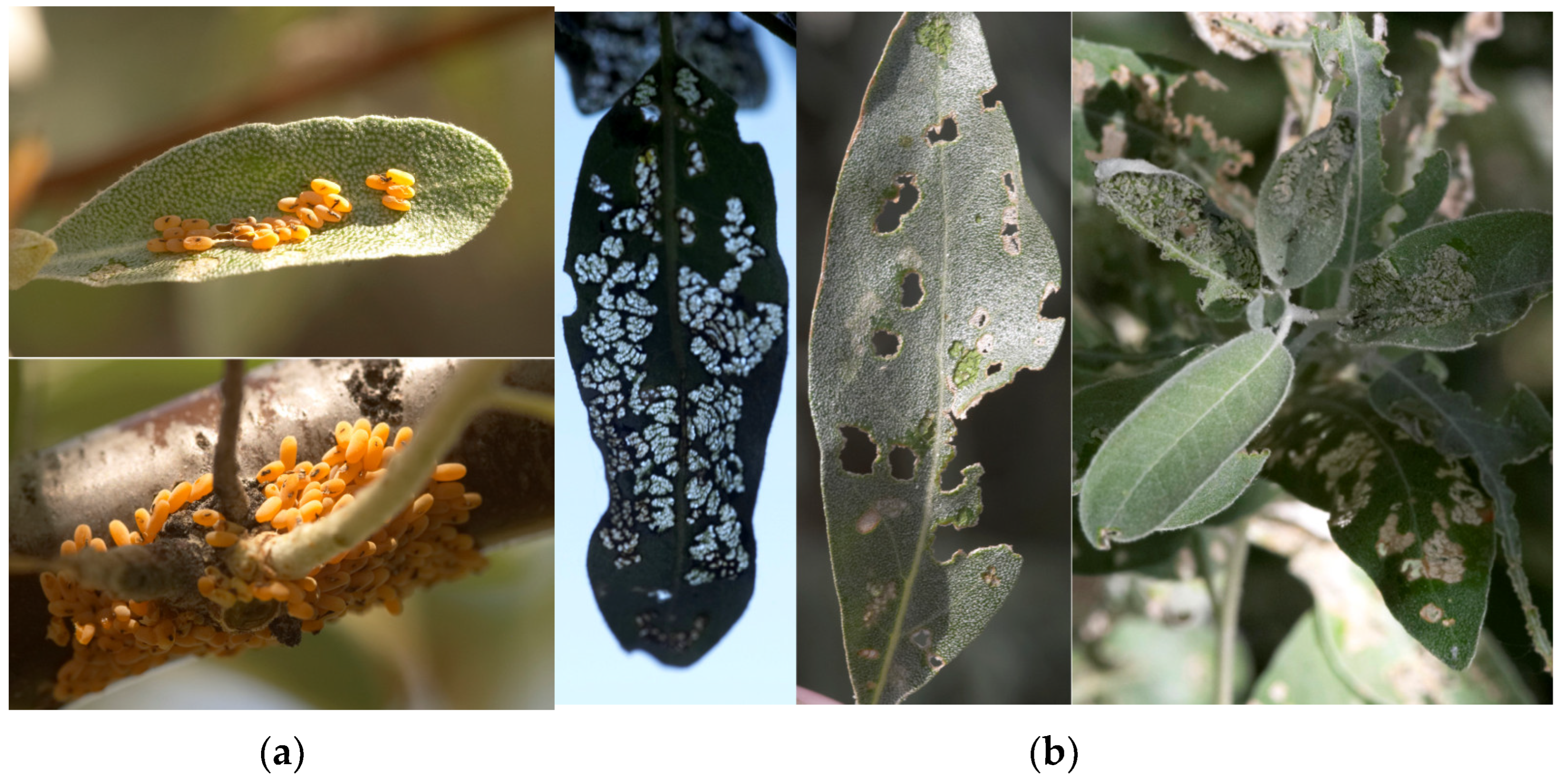 Forests 16 00614 g002