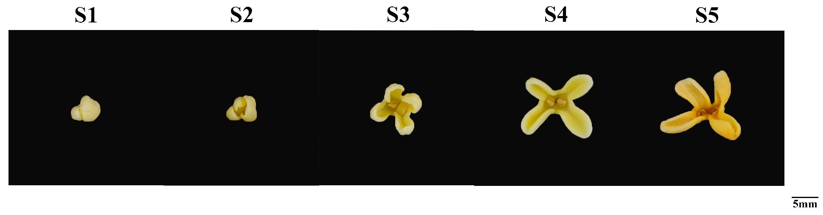 Forests 16 00615 g001 Forests 16 00615 g001