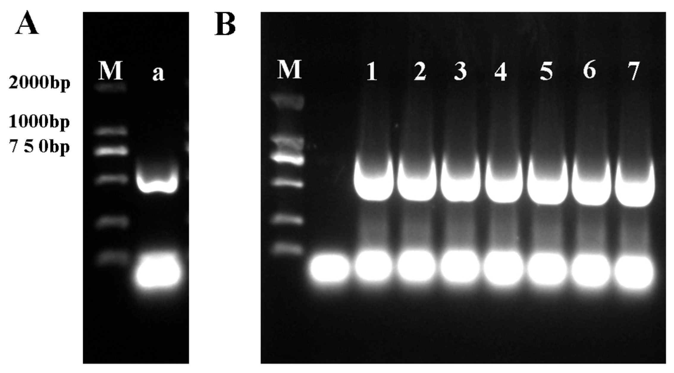 Forests 16 00615 g006 Forests 16 00615 g006