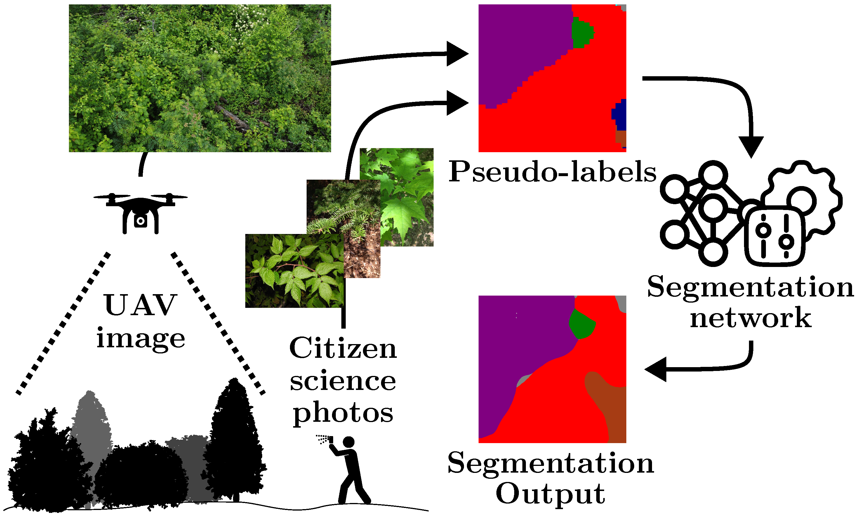 Forests 16 00616 g001