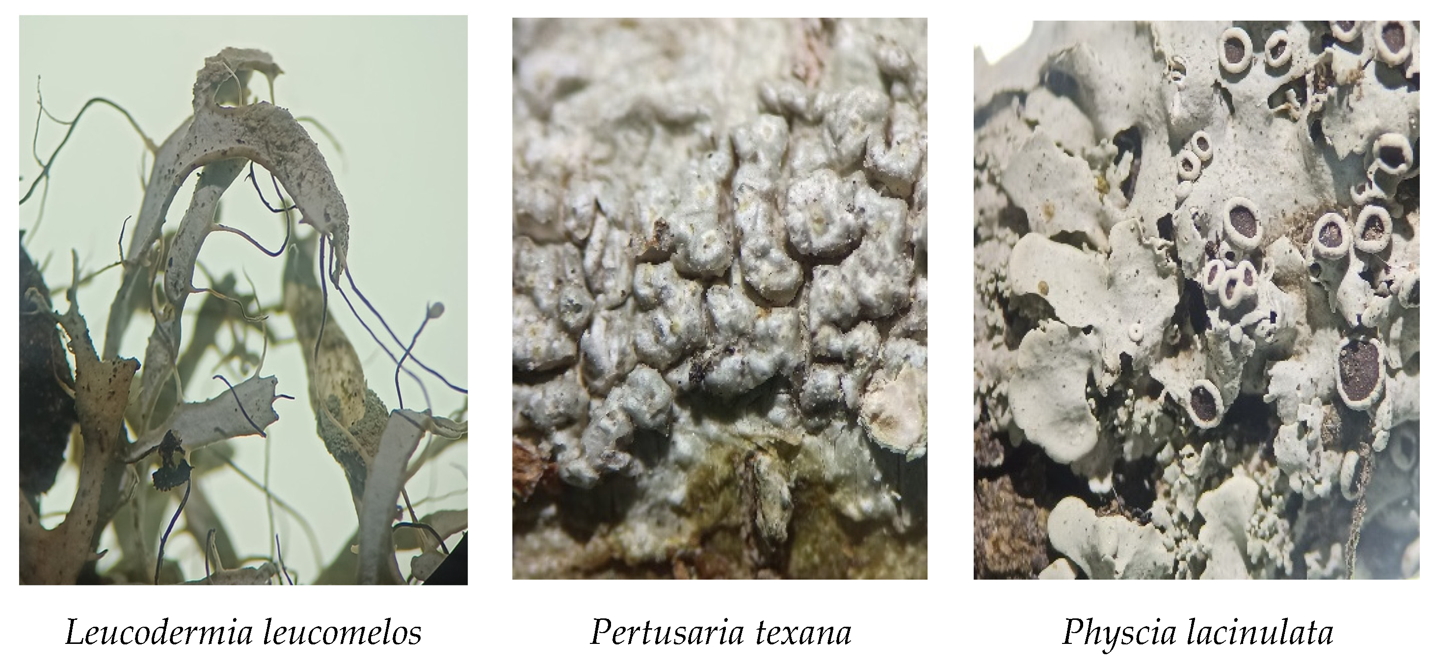 Forests 16 00628 g006b Forests 16 00628 g006b