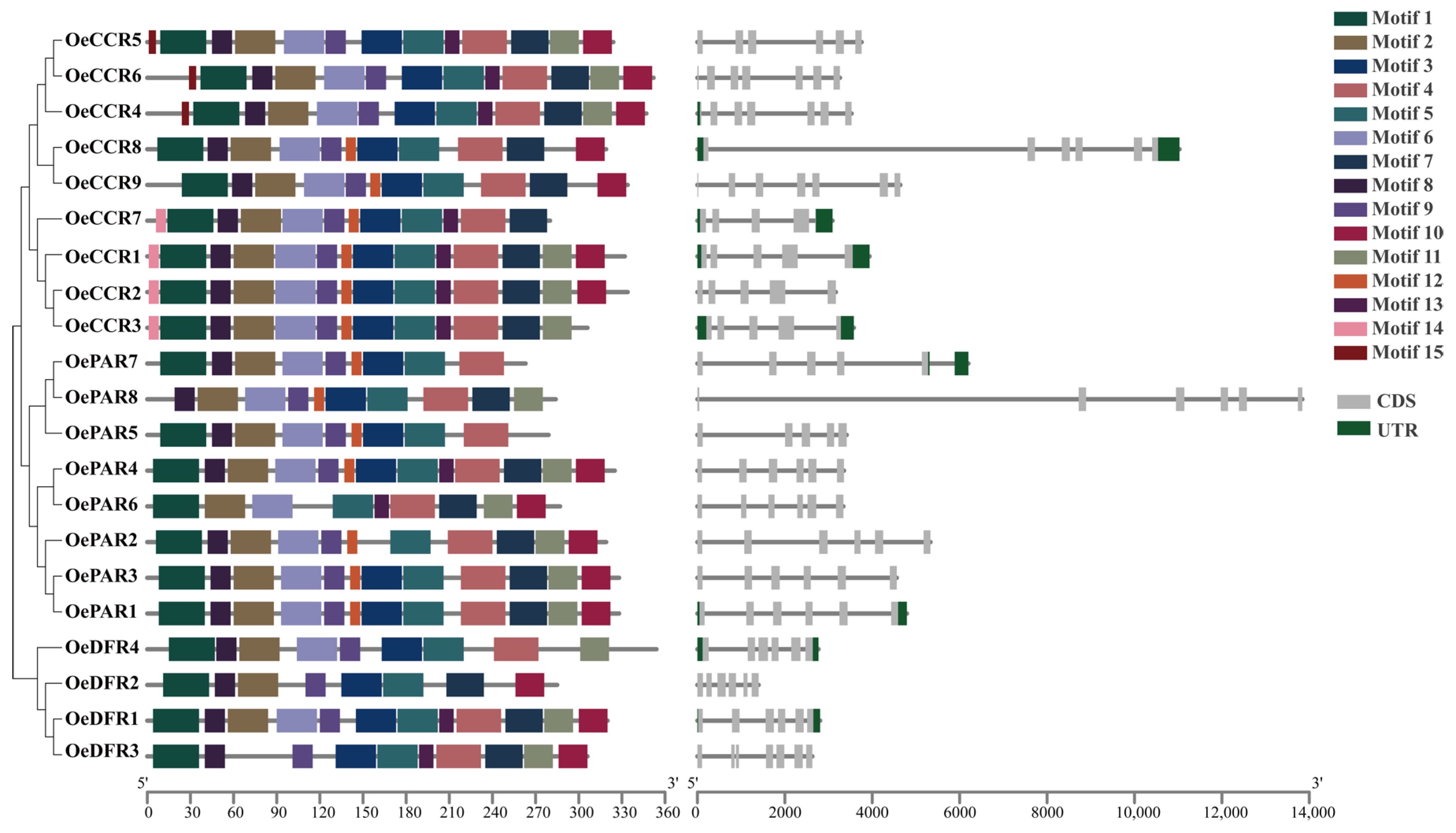 Forests 16 00630 g002