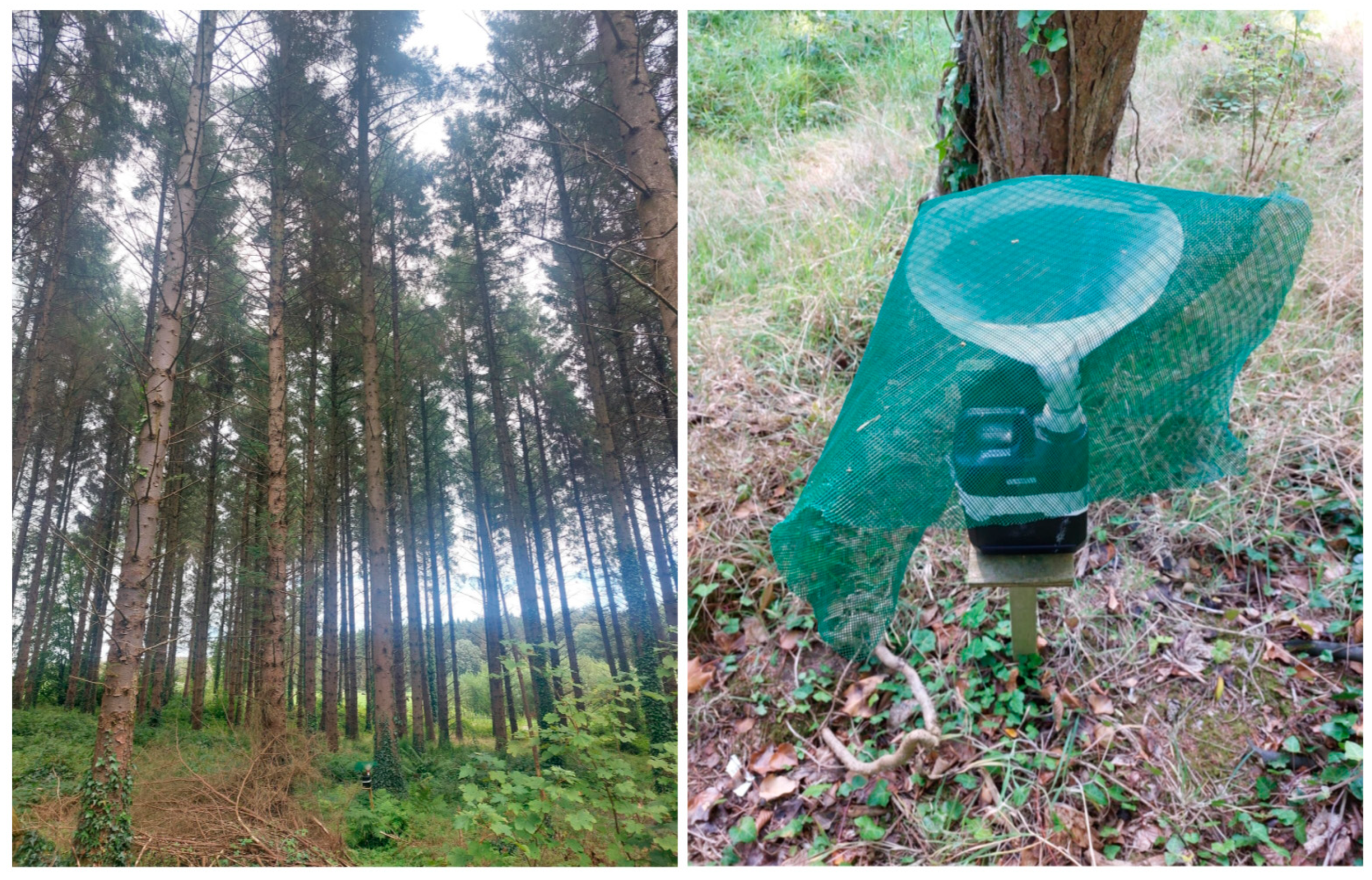 Forests 16 00632 g002