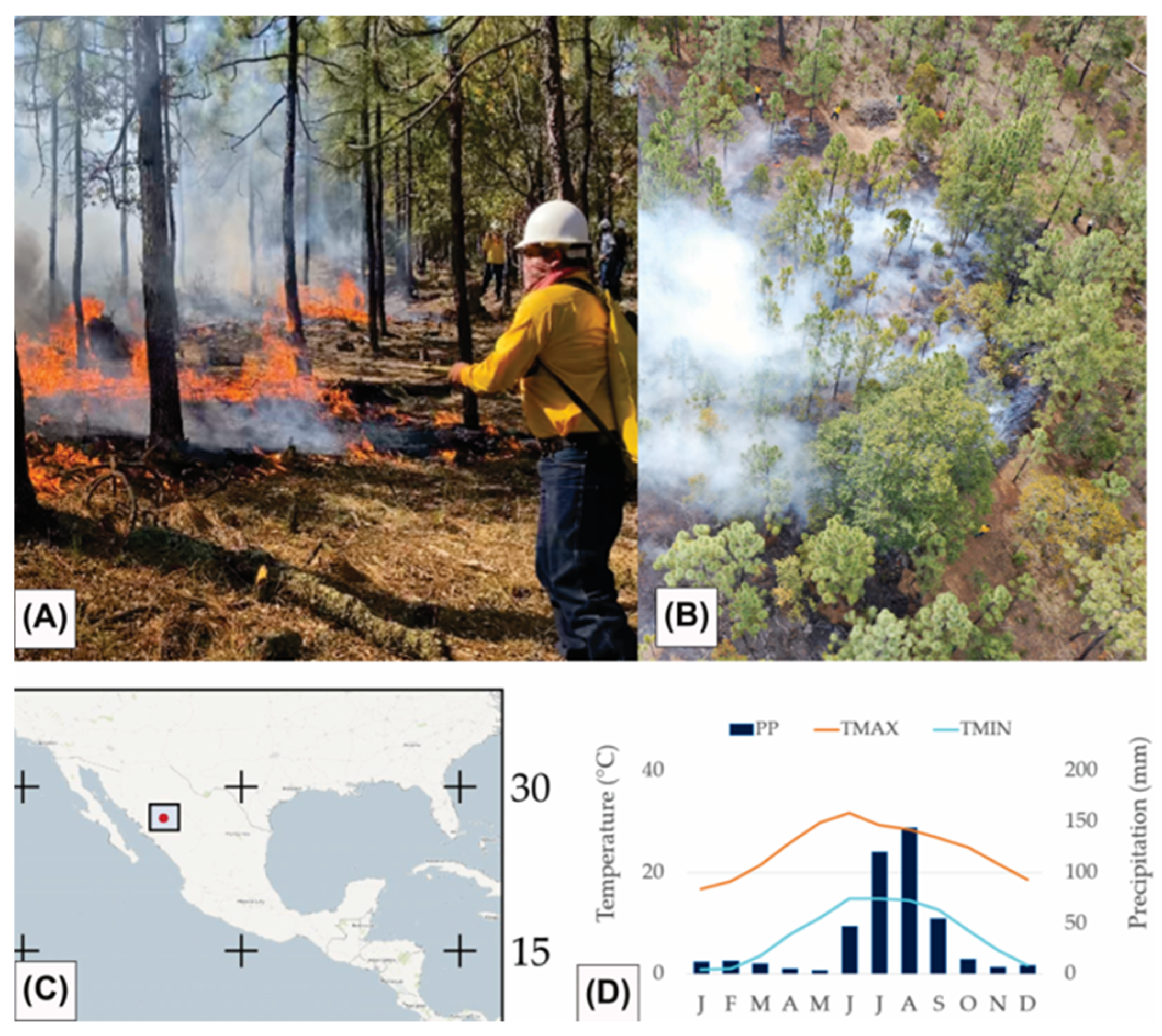 Forests 16 00633 g001